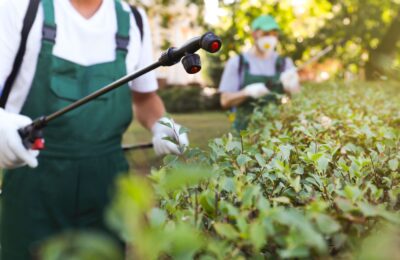 Reasons to Get Professional Pest Control All Year Round