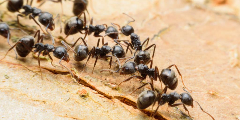 Here’s what you need to know about black garden ants