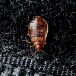 Tackling bed bugs at home: The 101-guide for help